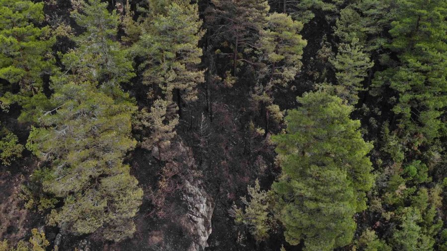 Alanya’da Yanan Ormanlık Alan Havadan Görüntülendi