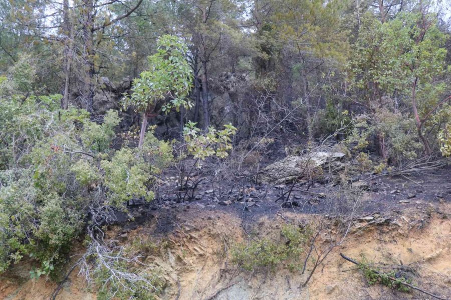 Alanya’da Yanan Ormanlık Alan Havadan Görüntülendi