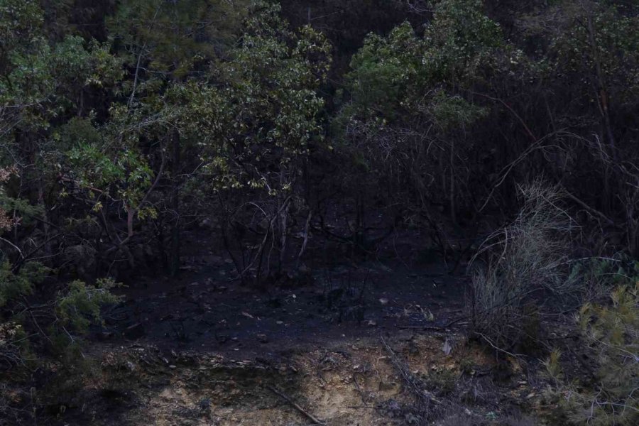 Alanya’da Yanan Ormanlık Alan Havadan Görüntülendi
