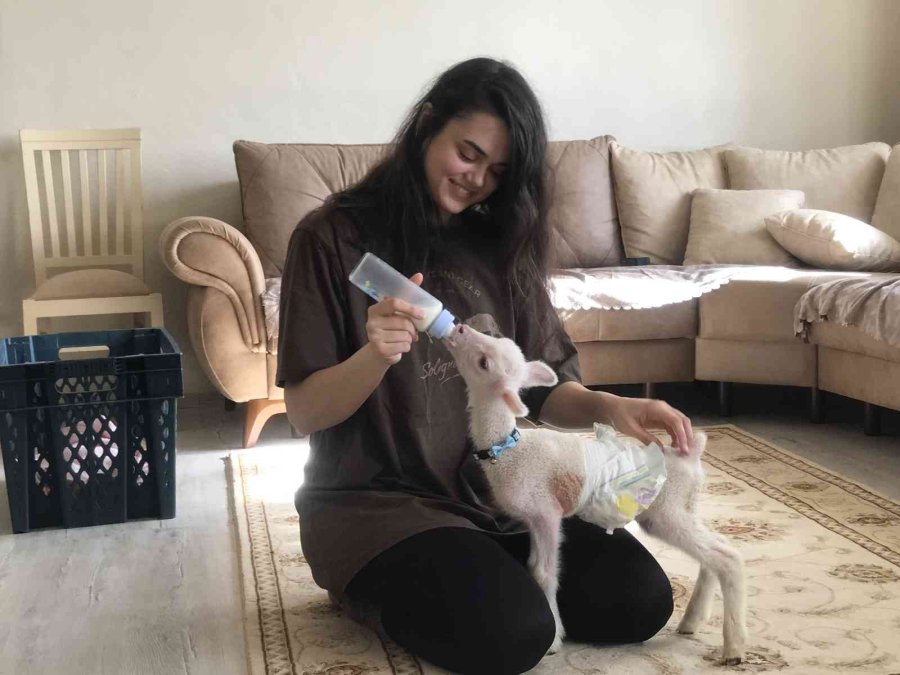 Koyunun Kuzusuna Yapmadığı Anneliği Sahibi Yaptı