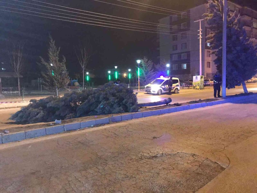 Konya’da Şiddetli Rüzgar Ağaçları Devirdi