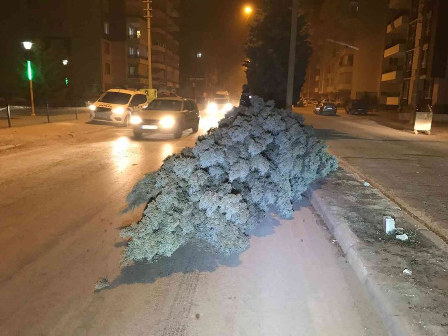 Konya’da Şiddetli Rüzgar Ağaçları Devirdi