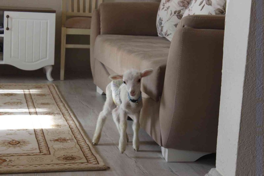 Koyunun Kuzusuna Yapmadığı Anneliği Sahibi Yaptı