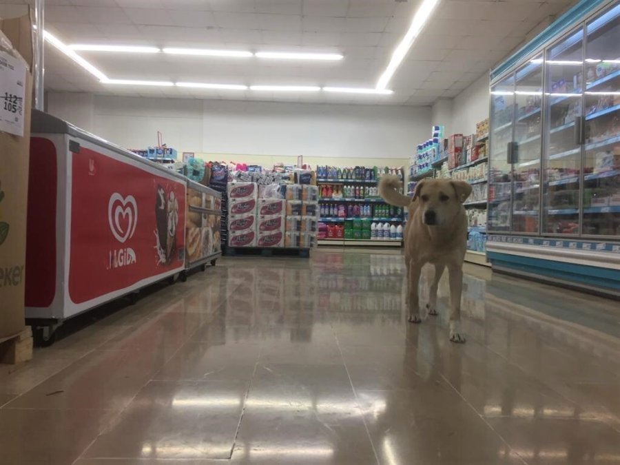 Soğuktan Kaçarken Markettekilerin İlgi Odağı Oldu