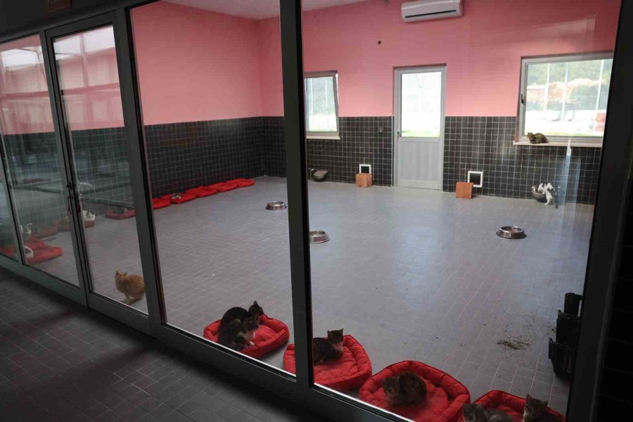 Antalya’da Can Dostlar Yeni Yuvalarına Kavuştu