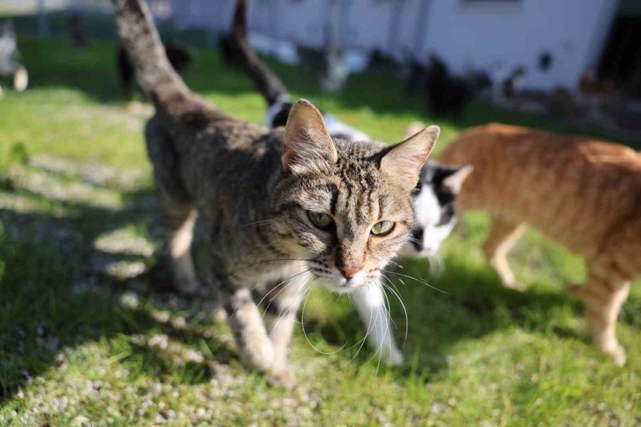 Antalya’da Can Dostlar Yeni Yuvalarına Kavuştu