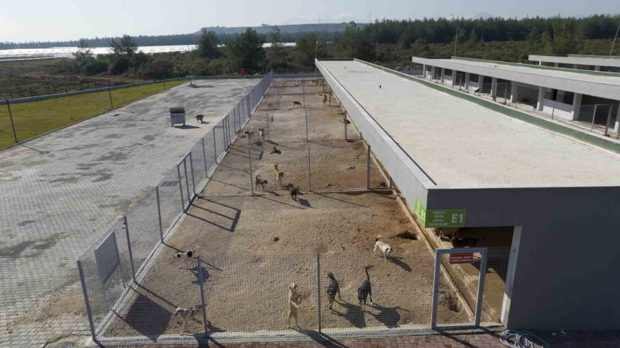 Antalya’da Can Dostlar Yeni Yuvalarına Kavuştu