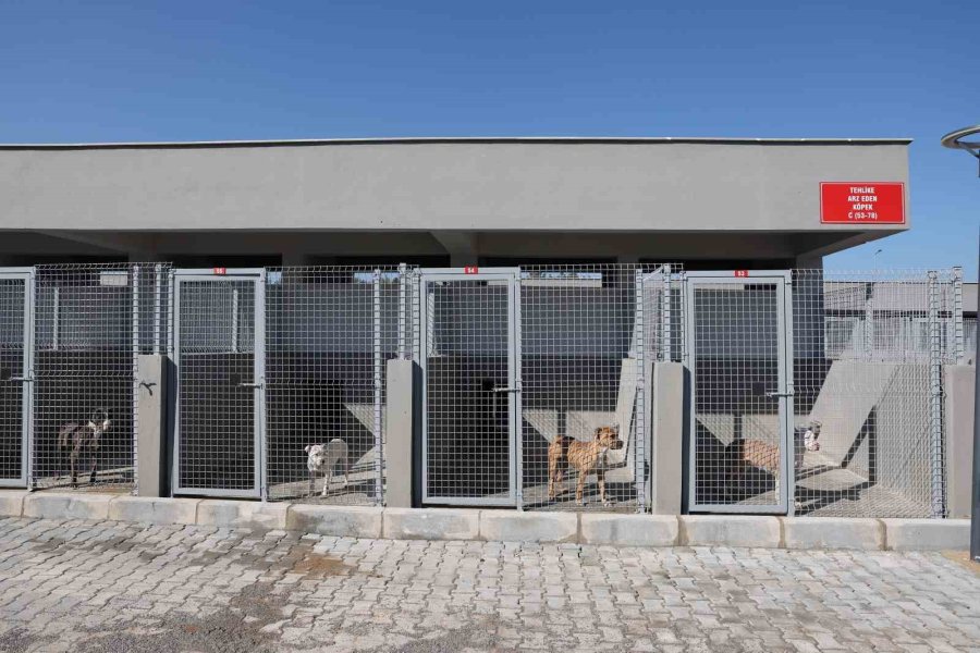 Antalya’da Can Dostlar Yeni Yuvalarına Kavuştu