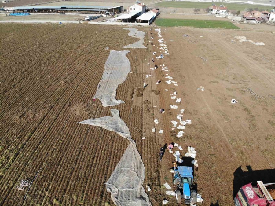 Ocak Ayında Elle Sökümü Yapılan Havuç, Dünya Pazarına Hazırlanıyor