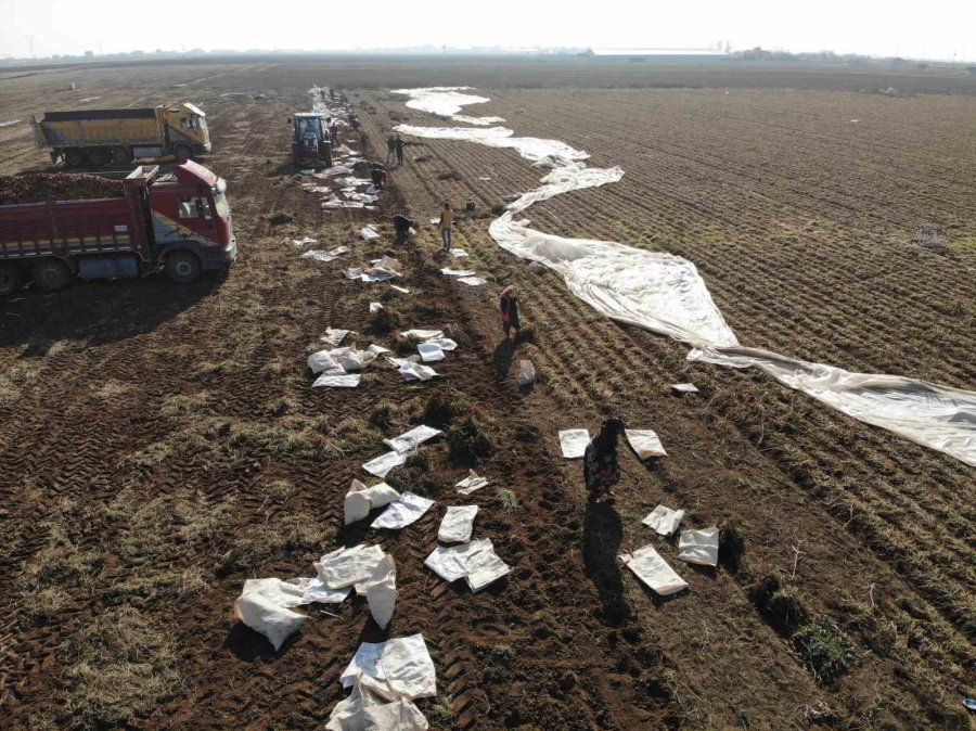 Ocak Ayında Elle Sökümü Yapılan Havuç, Dünya Pazarına Hazırlanıyor