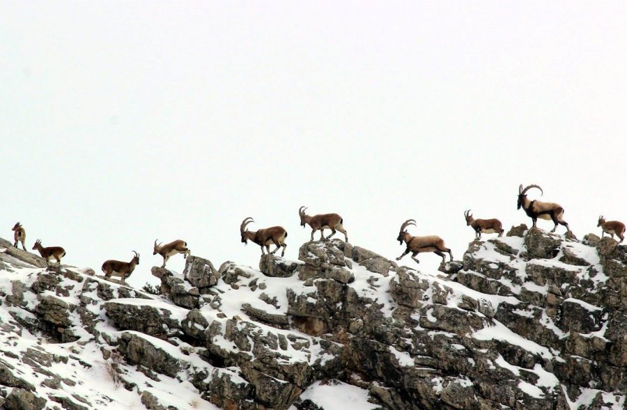 Nesli Tükenmekte Olan Yaban Keçileri Kayseri’de Yeniden Hayat Buldu