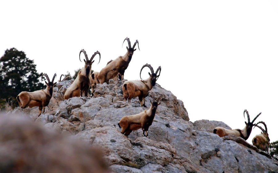 Nesli Tükenmekte Olan Yaban Keçileri Kayseri’de Yeniden Hayat Buldu