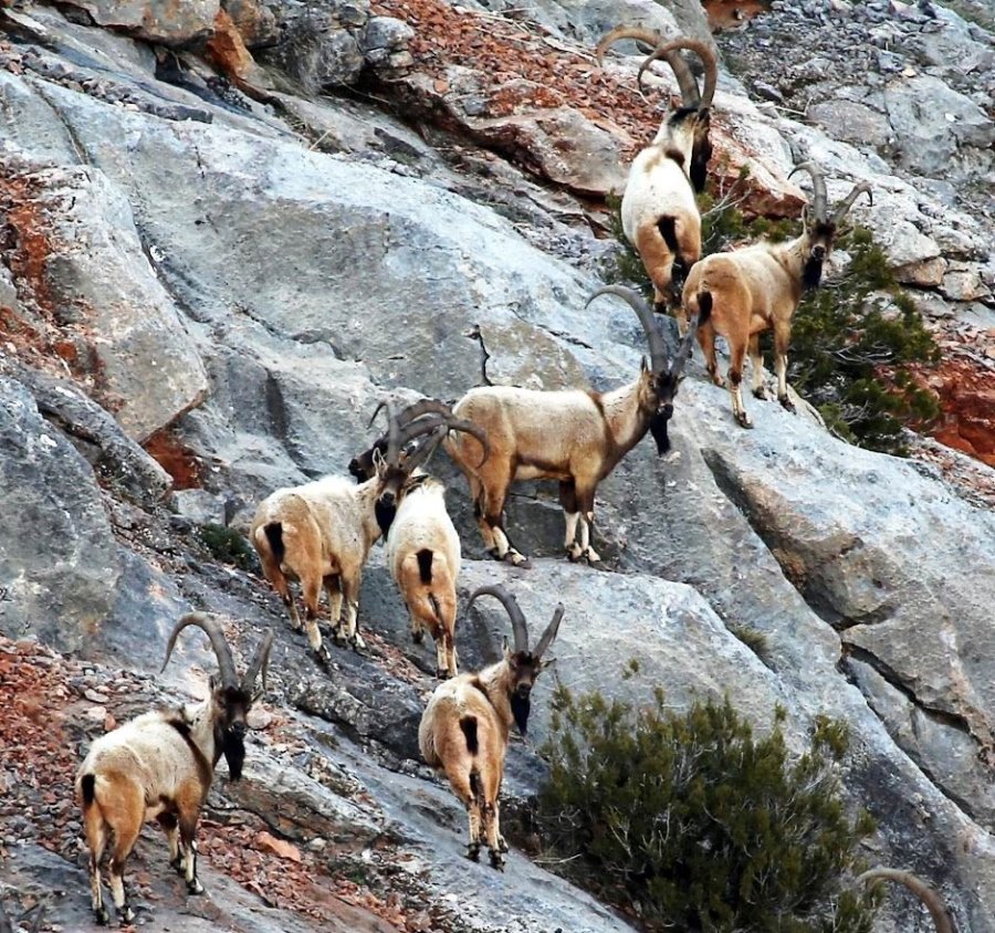 Nesli Tükenmekte Olan Yaban Keçileri Kayseri’de Yeniden Hayat Buldu