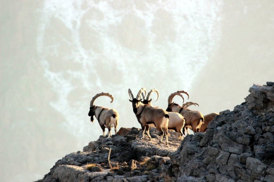 Nesli Tükenmekte Olan Yaban Keçileri Kayseri’de Yeniden Hayat Buldu