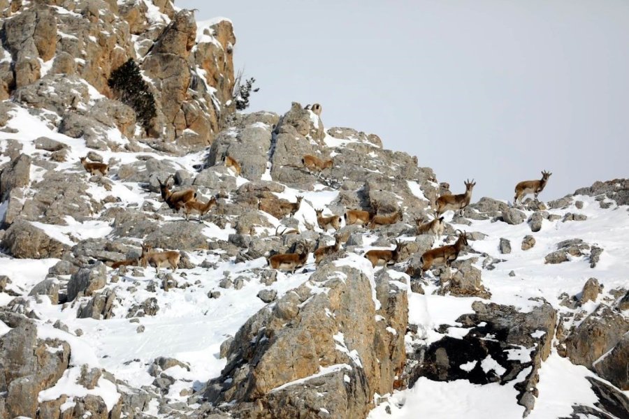Nesli Tükenmekte Olan Yaban Keçileri Kayseri’de Yeniden Hayat Buldu