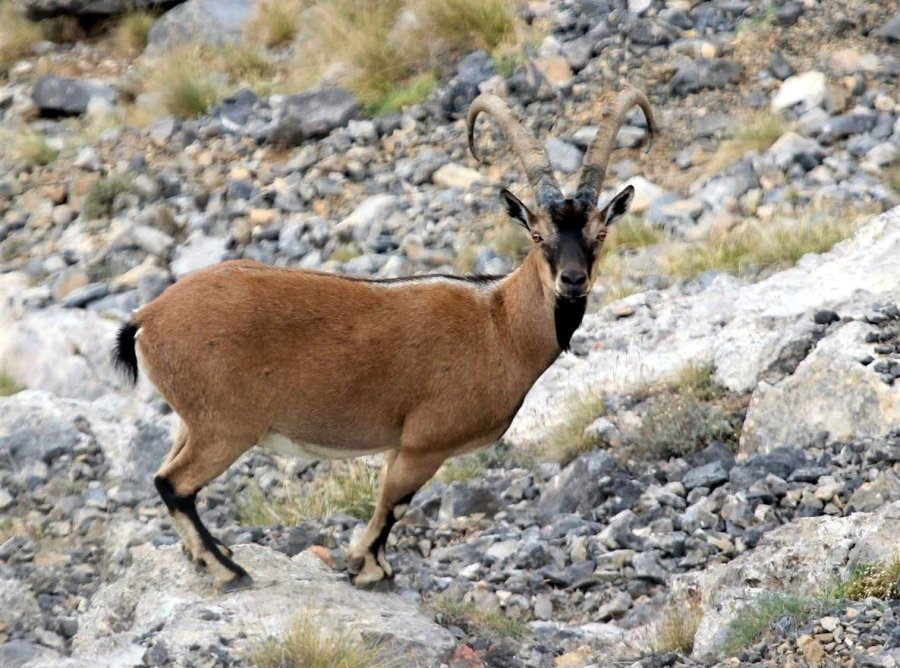 Nesli Tükenmekte Olan Yaban Keçileri Kayseri’de Yeniden Hayat Buldu