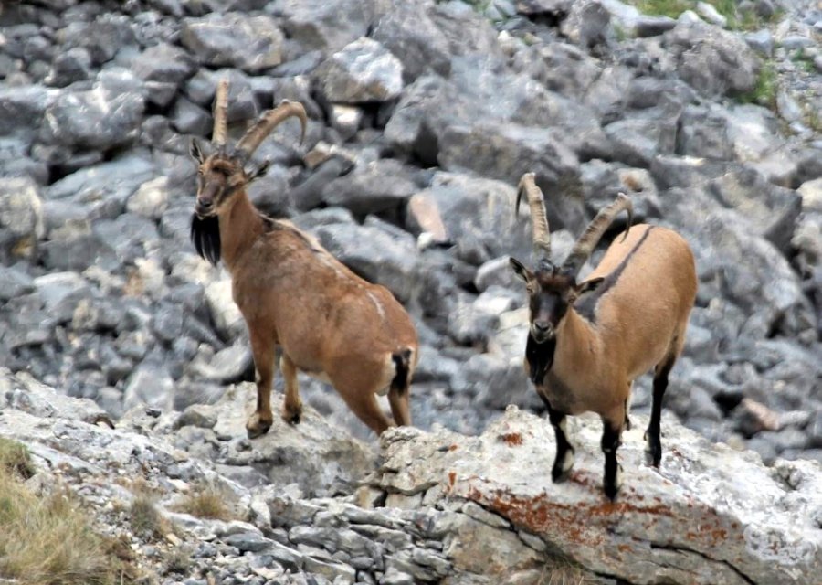 Nesli Tükenmekte Olan Yaban Keçileri Kayseri’de Yeniden Hayat Buldu