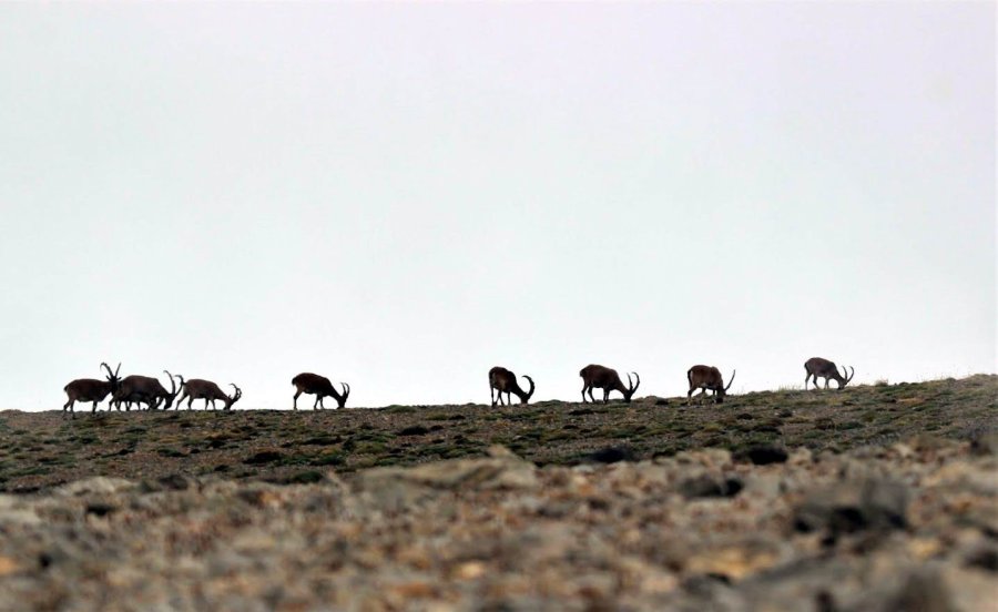 Nesli Tükenmekte Olan Yaban Keçileri Kayseri’de Yeniden Hayat Buldu
