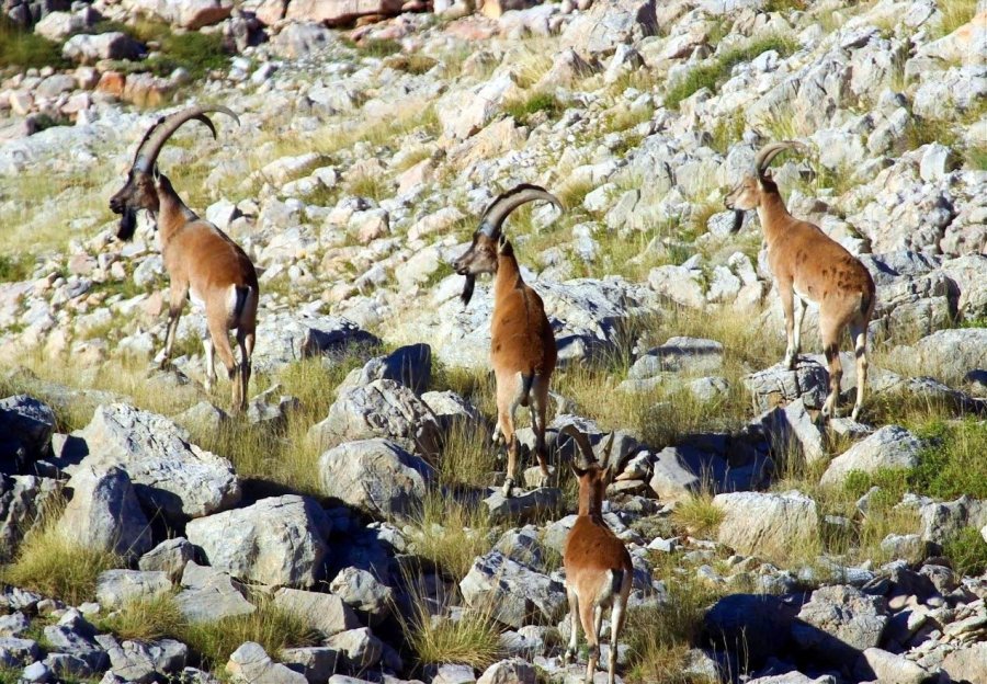 Nesli Tükenmekte Olan Yaban Keçileri Kayseri’de Yeniden Hayat Buldu
