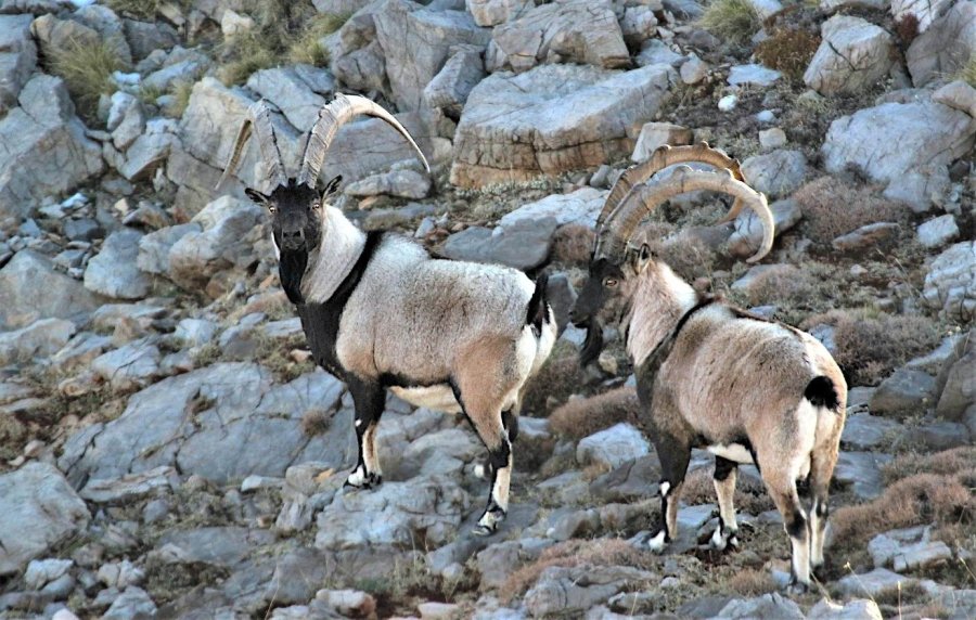 Nesli Tükenmekte Olan Yaban Keçileri Kayseri’de Yeniden Hayat Buldu