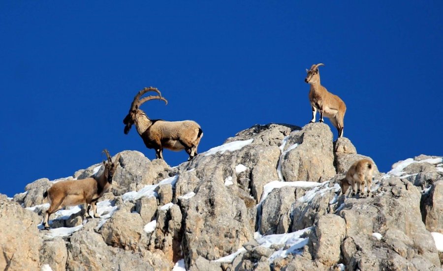 Nesli Tükenmekte Olan Yaban Keçileri Kayseri’de Yeniden Hayat Buldu