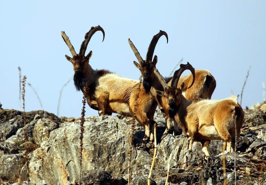 Nesli Tükenmekte Olan Yaban Keçileri Kayseri’de Yeniden Hayat Buldu