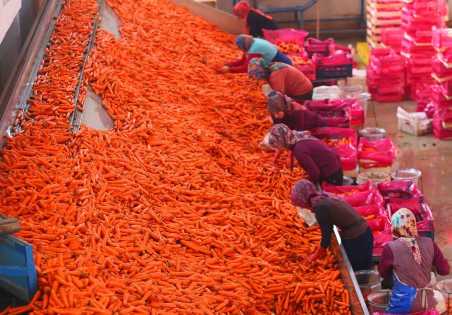 Ocak Ayında Elle Sökümü Yapılan Havuç, Dünya Pazarına Hazırlanıyor