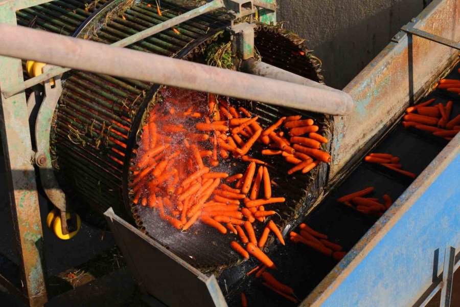 Ocak Ayında Elle Sökümü Yapılan Havuç, Dünya Pazarına Hazırlanıyor