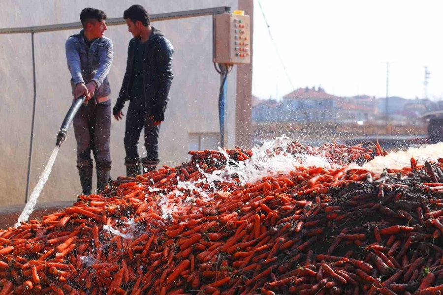 Ocak Ayında Elle Sökümü Yapılan Havuç, Dünya Pazarına Hazırlanıyor