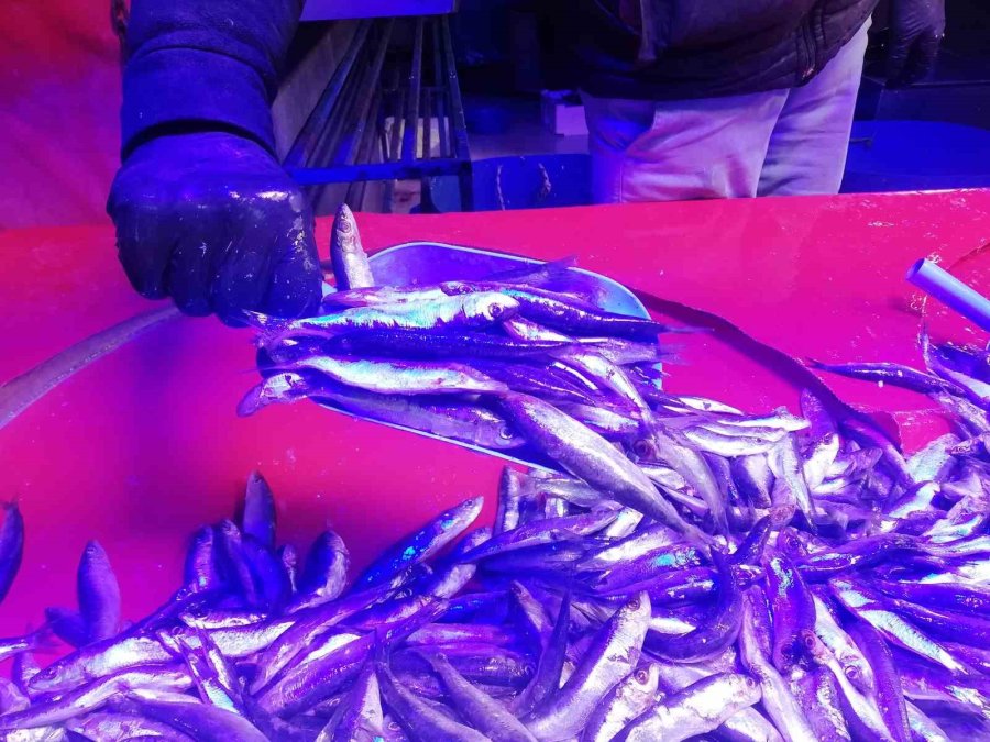 Hamside Bolluk Başladı, Fiyatlar Düştü