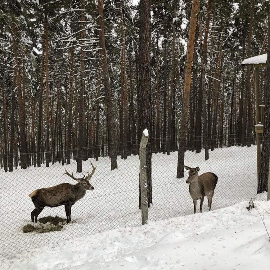 Mihalıççık’ta Geyiklerin Kar Keyfi