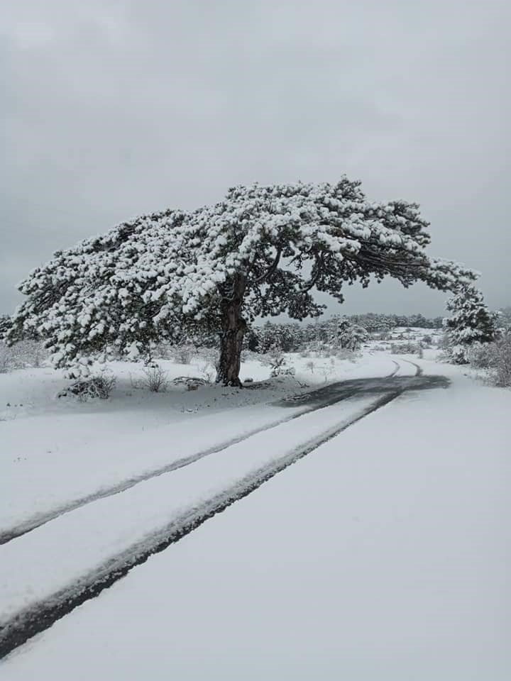 Mihalıççık’ta Geyiklerin Kar Keyfi