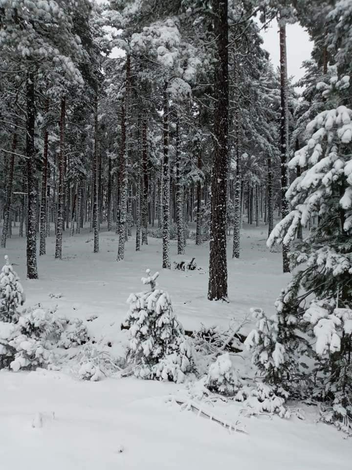 Mihalıççık’ta Geyiklerin Kar Keyfi