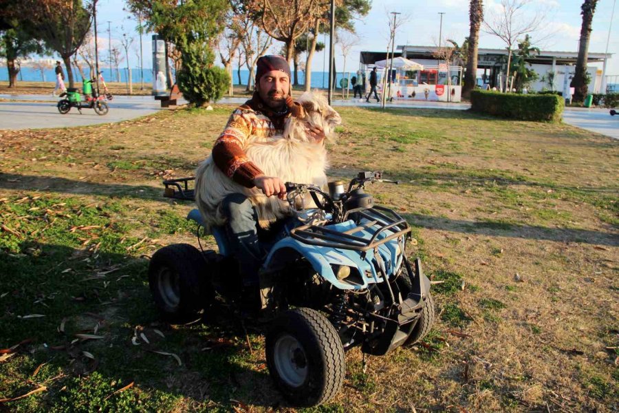 İşletmesinin Maskotu Kayıp Keçisine Kavuşunca Büyük Mutluluk Yaşadı