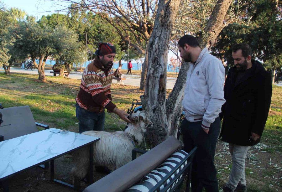 İşletmesinin Maskotu Kayıp Keçisine Kavuşunca Büyük Mutluluk Yaşadı