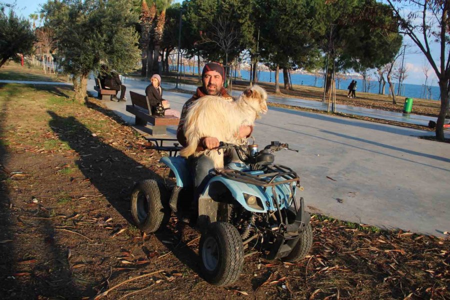 İşletmesinin Maskotu Kayıp Keçisine Kavuşunca Büyük Mutluluk Yaşadı