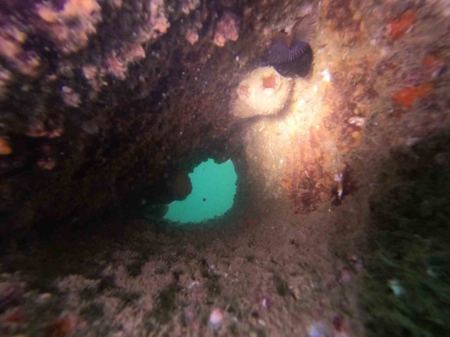 Mersin’deki Yapay Resifler Canlıların Beslenme Ve Üreme Alanı Oldu