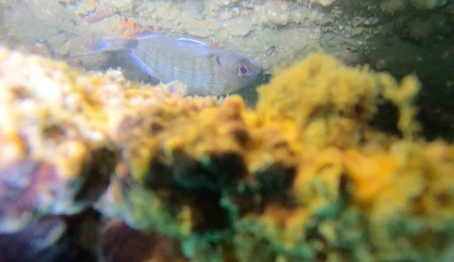 Mersin’deki Yapay Resifler Canlıların Beslenme Ve Üreme Alanı Oldu