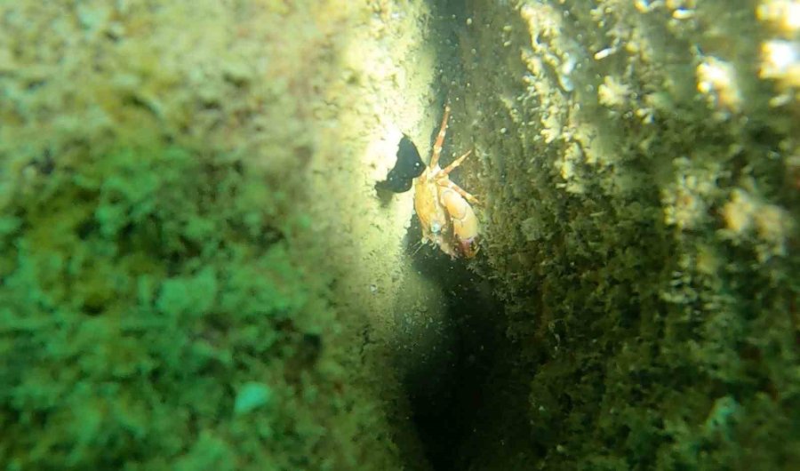 Mersin’deki Yapay Resifler Canlıların Beslenme Ve Üreme Alanı Oldu