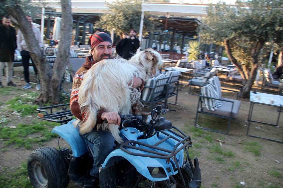 İşletmesinin Maskotu Kayıp Keçisine Kavuşunca Büyük Mutluluk Yaşadı