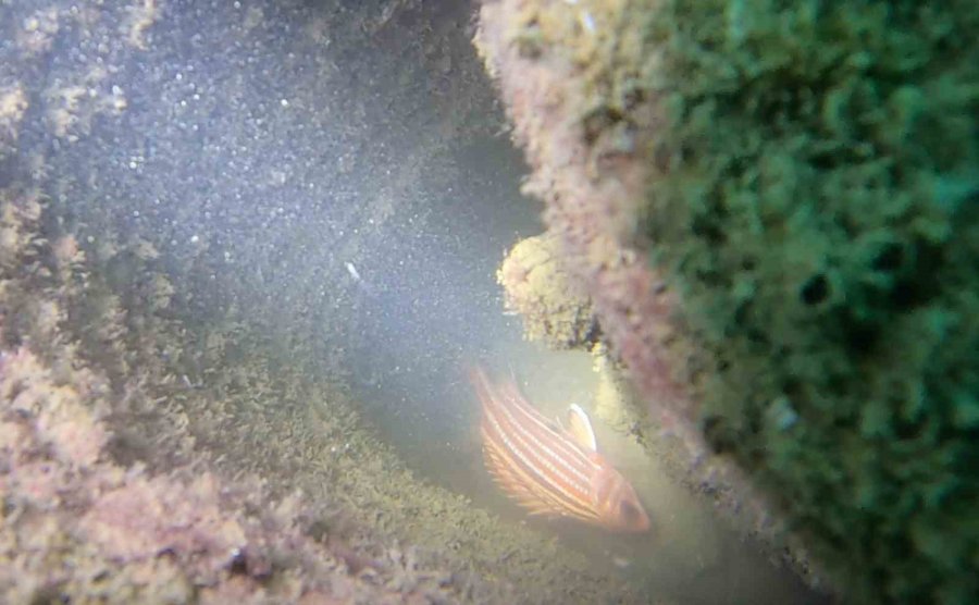 Mersin’deki Yapay Resifler Canlıların Beslenme Ve Üreme Alanı Oldu