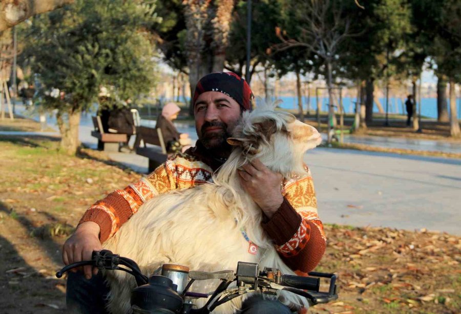 İşletmesinin Maskotu Kayıp Keçisine Kavuşunca Büyük Mutluluk Yaşadı