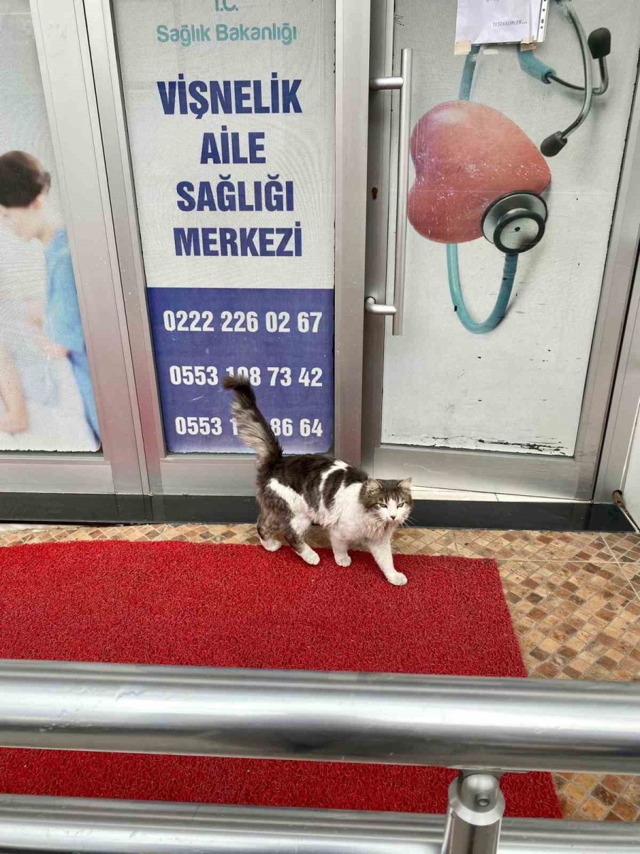 Vişnelik Aile Sağlığı Merkezi’nin Sevimli Kedisi