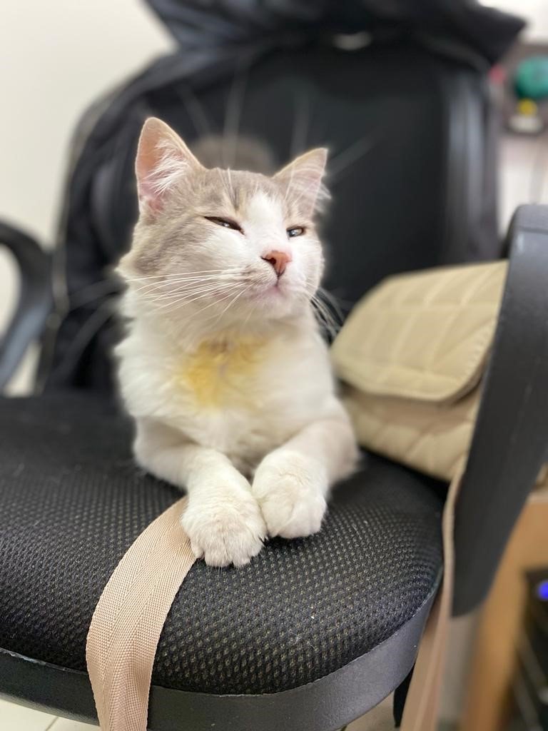 Vişnelik Aile Sağlığı Merkezi’nin Sevimli Kedisi