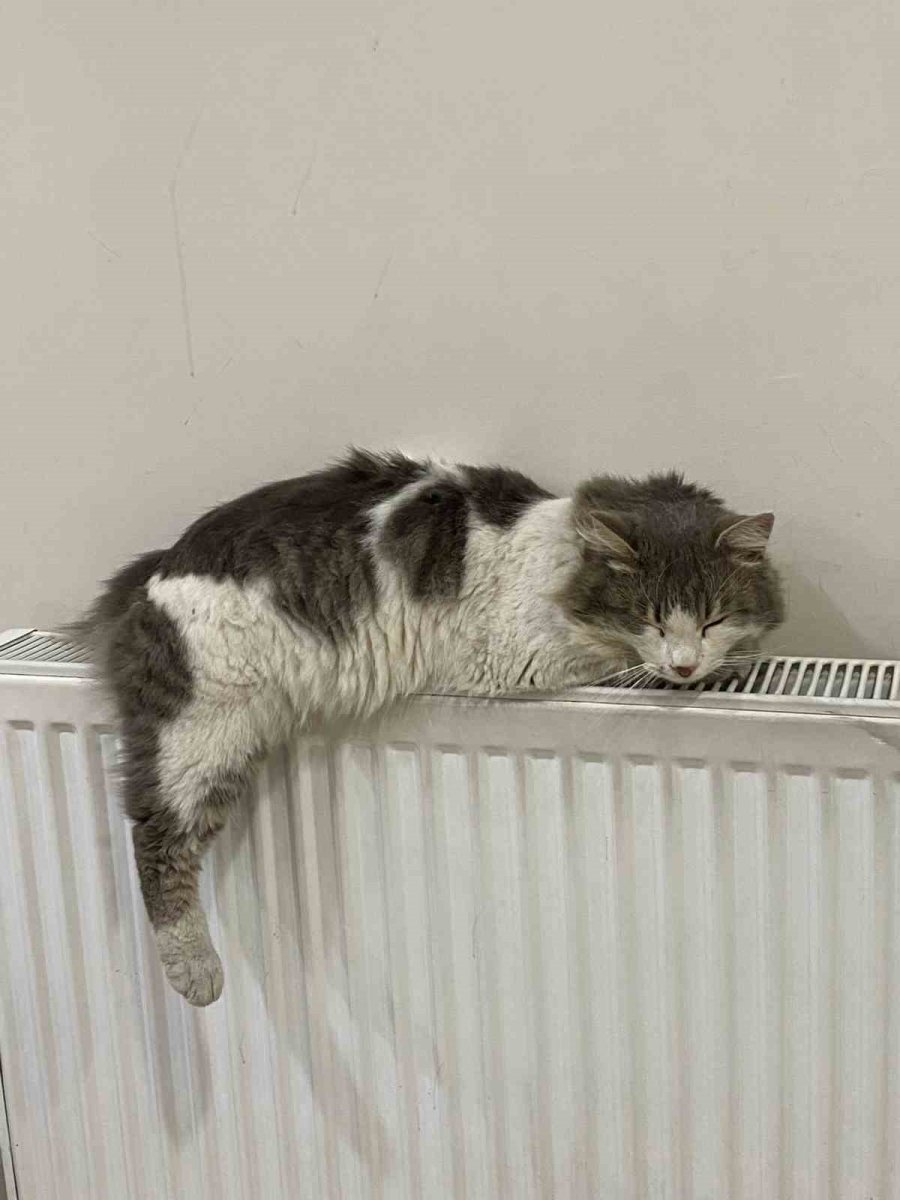 Vişnelik Aile Sağlığı Merkezi’nin Sevimli Kedisi