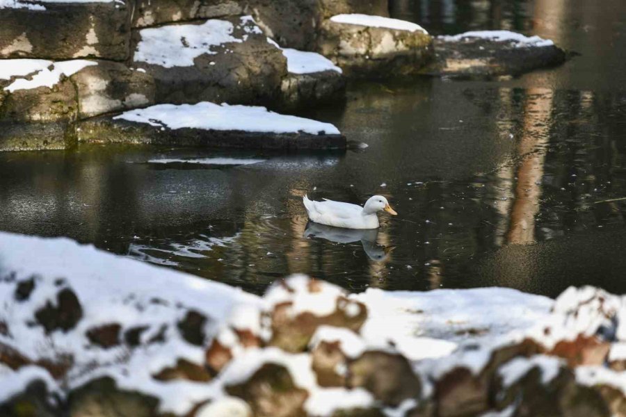 Büyükşehir, 5,5 Saatte 236 Mahalle Yolunu Ulaşıma Açtı, Kapalı Yol Bırakmadı