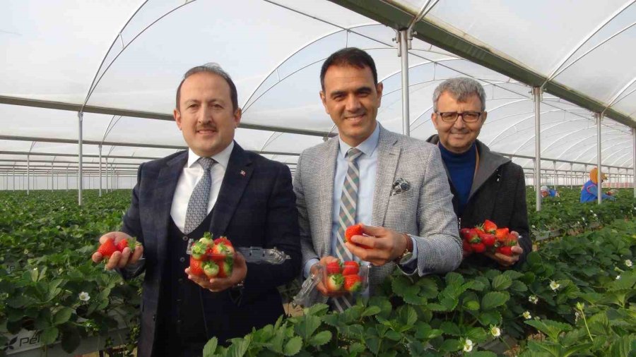 Vali Pehlivan, İşçilerle Birlikte Hasat Yaptı