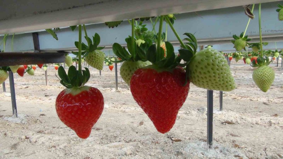 Vali Pehlivan, İşçilerle Birlikte Hasat Yaptı