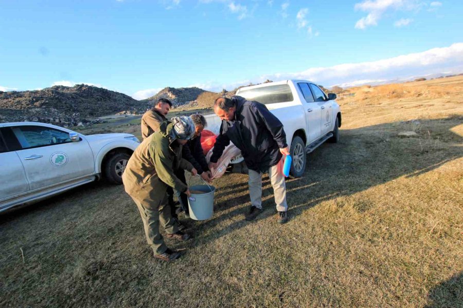 Hürmetçi Sazlığı’nda Yemleme Çalışması Yapıldı