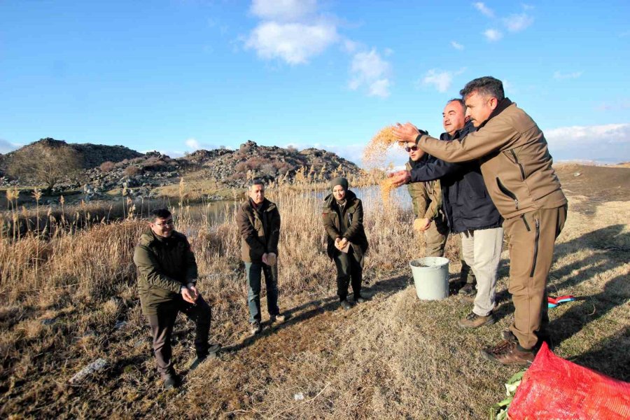 Hürmetçi Sazlığı’nda Yemleme Çalışması Yapıldı